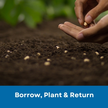 Hand planting seed in dirt